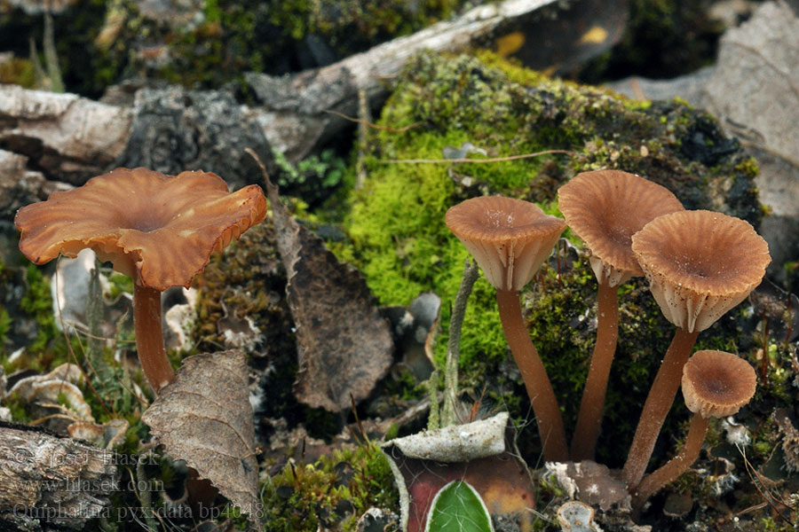 Omphalina_pyxidata_bp4048