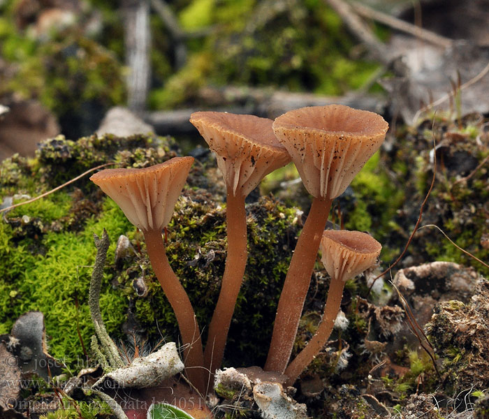 Omphalina_pyxidata_bp4051