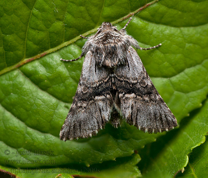 Omphalophana anatolica Calophasia