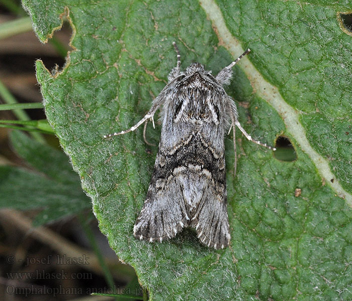 Omphalophana anatolica