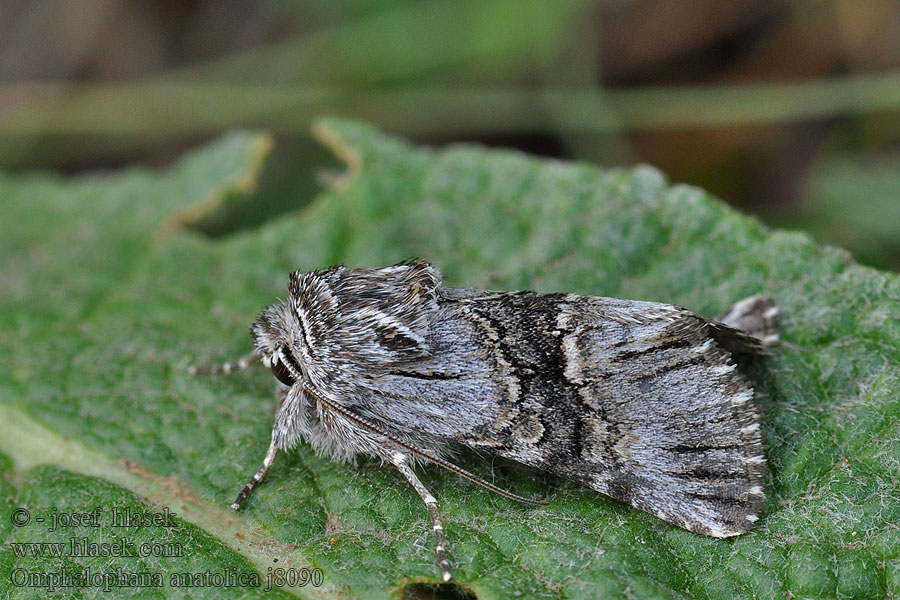 Omphalophana anatolica