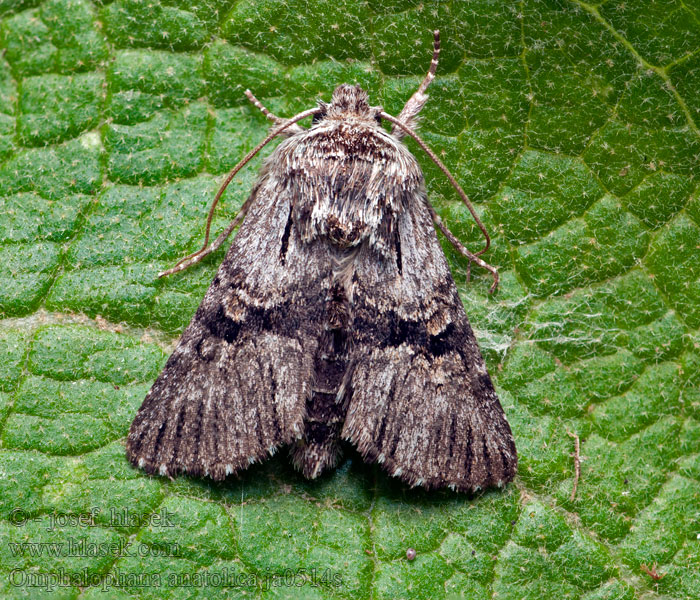 Omphalophana anatolica