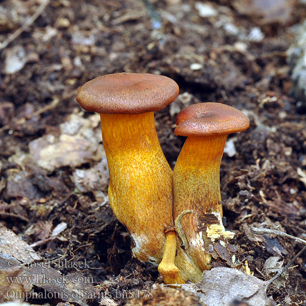 Omphalotus olearius Pleurotus illudens Leuchtender Ölbaumpilz Seta olivo Pleurote l’olivier Kielichowiec pomarańczowy Hlíva olivová Hlívovník Fungo dell'olivo Jack-o'-lantern mushroom Омфалотус масличный Gírgola d'olivera Világító tölcsérgomba Заводница Ağulu mantar Kališník hnedooranžový Клітоцибе оранжево-червоний Горчива миризливка 发光类脐菇 Jack O'Lantern frugtlegeme Öljypuusieni Lantaarnzwam Zavodnica Maslinova gljiva Bragara Maquissopp Burete portocaliu Oljkov livkar