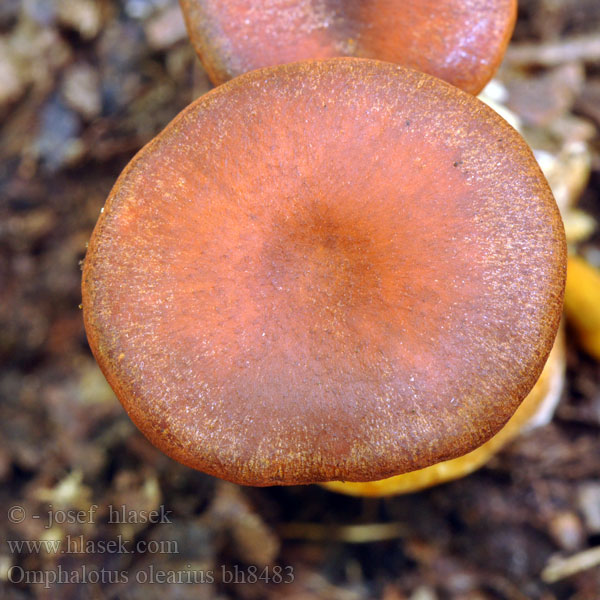 Seta olivo Pleurote l’olivier Kielichowiec pomarańczowy Hlíva olivová Hlívovník Fungo dell'olivo Jack-o'-lantern mushroom Омфалотус масличный Gírgola d'olivera Világító tölcsérgomba Заводница Ağulu mantar Kališník hnedooranžový Клітоцибе оранжево-червоний Горчива миризливка 发光类脐菇 Jack O'Lantern frugtlegeme Öljypuusieni Lantaarnzwam Zavodnica Maslinova gljiva Bragara Maquissopp Burete portocaliu Oljkov livkar Omphalotus olearius Pleurotus illudens Leuchtender Ölbaumpilz