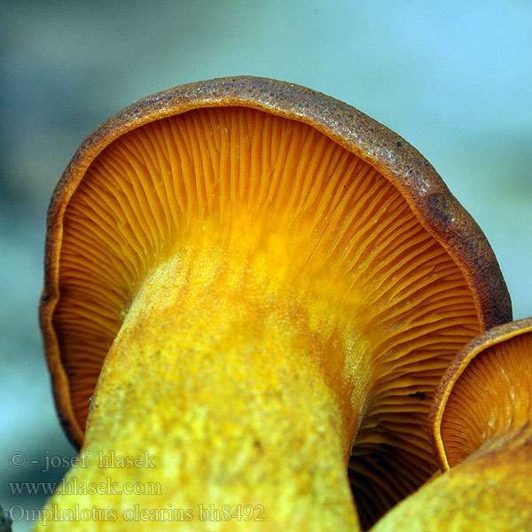 Hlíva olivová Hlívovník Fungo dell'olivo Jack-o'-lantern mushroom Омфалотус масличный Gírgola d'olivera Világító tölcsérgomba Заводница Ağulu mantar Kališník hnedooranžový Клітоцибе оранжево-червоний Горчива миризливка 发光类脐菇 Jack O'Lantern frugtlegeme Öljypuusieni Lantaarnzwam Zavodnica Maslinova gljiva Bragara Maquissopp Burete portocaliu Oljkov livkar Omphalotus olearius Pleurotus illudens Leuchtender Ölbaumpilz Seta olivo Pleurote l’olivier Kielichowiec pomarańczowy