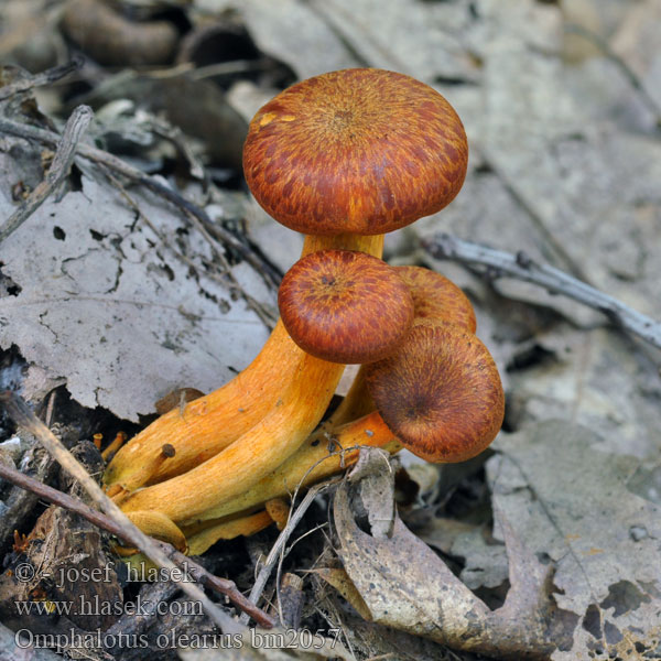 Jack-o'-lantern mushroom Омфалотус масличный Gírgola d'olivera Világító tölcsérgomba Заводница Ağulu mantar Kališník hnedooranžový Клітоцибе оранжево-червоний Горчива миризливка 发光类脐菇 Jack O'Lantern frugtlegeme Öljypuusieni Lantaarnzwam Zavodnica Maslinova gljiva Bragara Maquissopp Burete portocaliu Oljkov livkar Omphalotus olearius Pleurotus illudens Leuchtender Ölbaumpilz Seta olivo Pleurote l’olivier Kielichowiec pomarańczowy Hlíva olivová Hlívovník Fungo dell'olivo