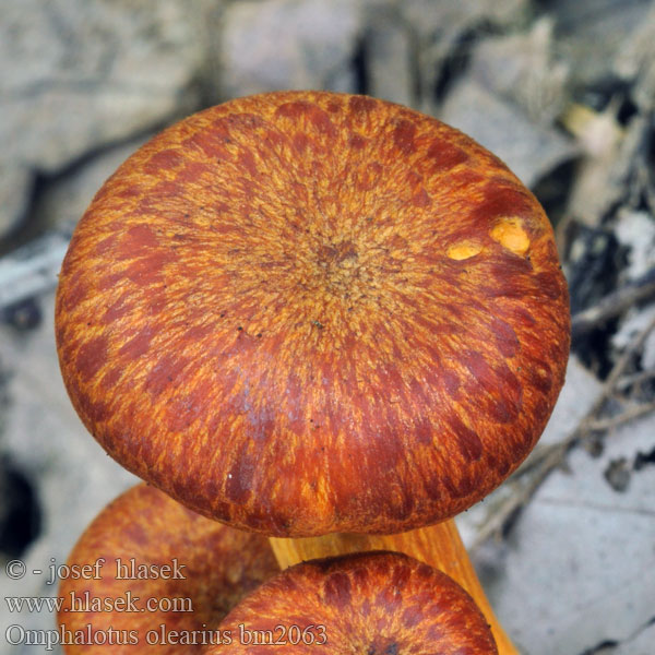 Omphalotus olearius bm2063