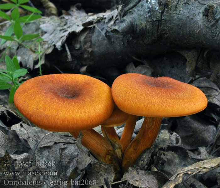 Omphalotus olearius bm2068