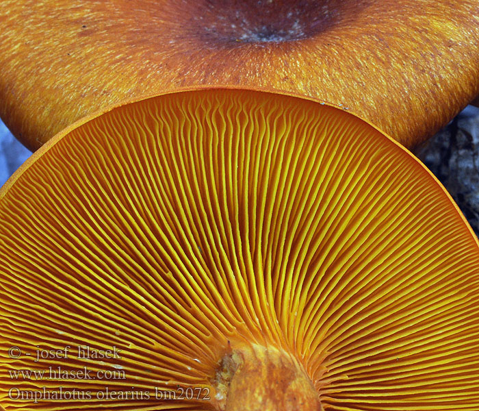 发光类脐菇 Jack O'Lantern frugtlegeme Öljypuusieni Lantaarnzwam Zavodnica Maslinova gljiva Bragara Maquissopp Burete portocaliu Oljkov livkar Omphalotus olearius Pleurotus illudens Leuchtender Ölbaumpilz Seta olivo Pleurote l’olivier Kielichowiec pomarańczowy Hlíva olivová Hlívovník Fungo dell'olivo Jack-o'-lantern mushroom Омфалотус масличный Gírgola d'olivera Világító tölcsérgomba Заводница Ağulu mantar Kališník hnedooranžový Клітоцибе оранжево-червоний Горчива миризливка