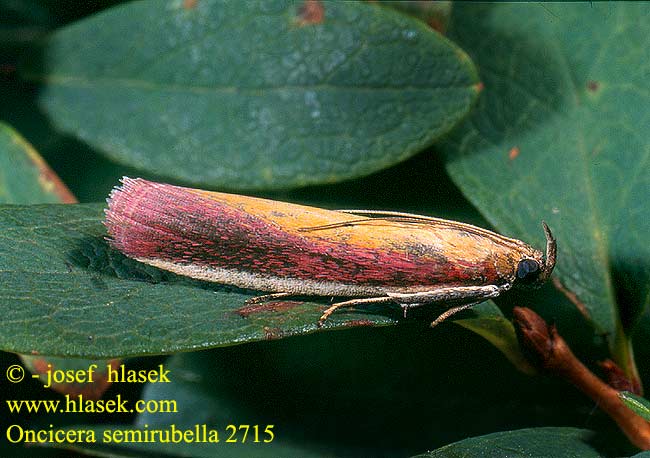 Oncocera semirubella Vijačka lucernová Zavíječ červenožlutý