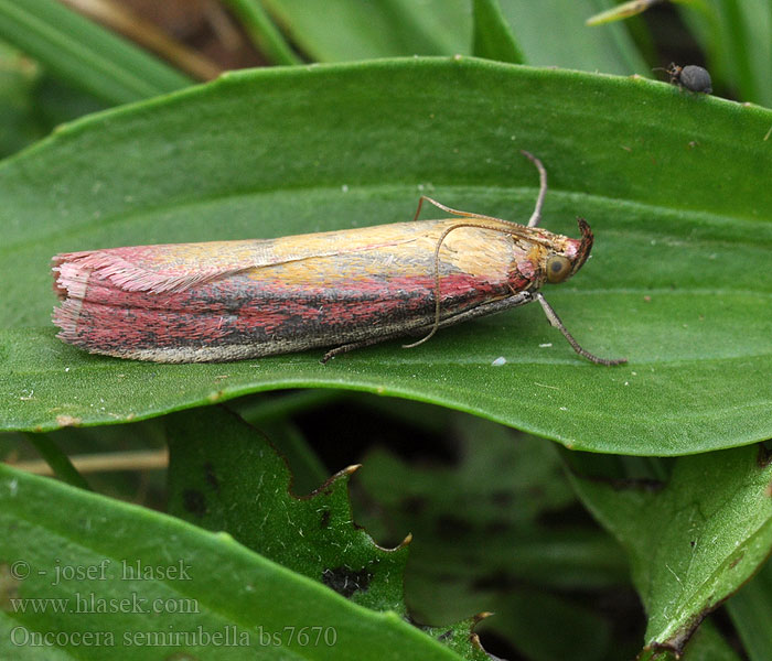 Oncocera semirubella Zavíječ červenožlutý