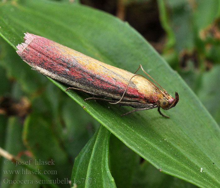 Oncocera semirubella Огнёвка люцерновая