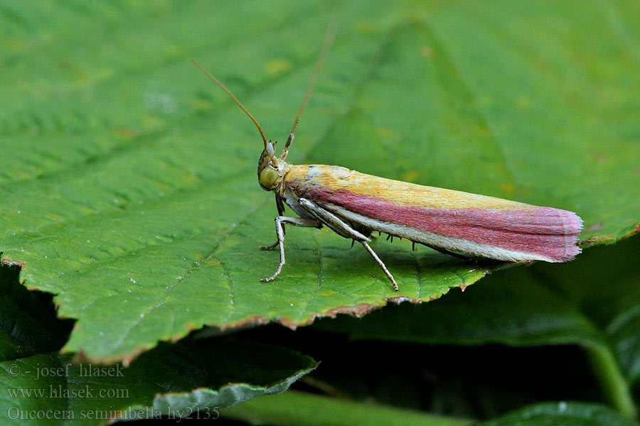 Oncocera semirubella