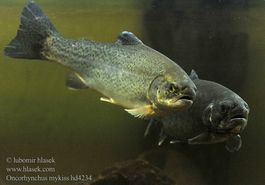 Oncorhynchus mykiss Pstruh dúhový Rainbow trout Regenbogenforelle Pstruh duhový americký Truite arc-en-ciel Pstrąg tęczowy ニジマス Микижа Kirjolohi Reënboogforel Regnbueørred Szivárványos pisztráng Al-əlvan qızılxallı Дъгова пъстърва Kalifornijska pastrmka Truita arc Sant Martí Vikerforell قزل‌آلای رنگین‌کمان Troita arco vella Kalifornijska pastrva 무지개송어 Reeboufrell Vaivorykštinis upėtakis Пструг дуговый Калифорниска пастрмка Regenboogforel Regnbueørret Truta-arco-íris Šarenka Калифорнијска пастрмка Regnbågsöring Форель райдужна Cá hồi vân 虹鱒