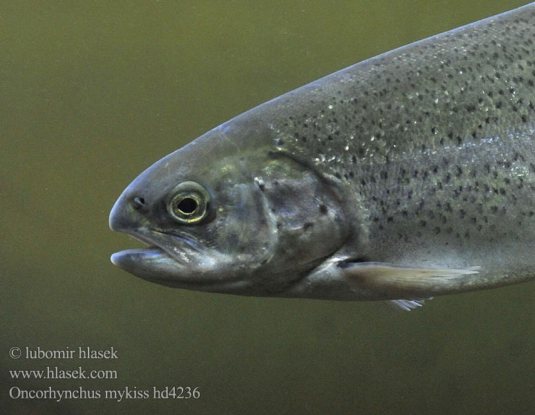 Oncorhynchus mykiss hd4236