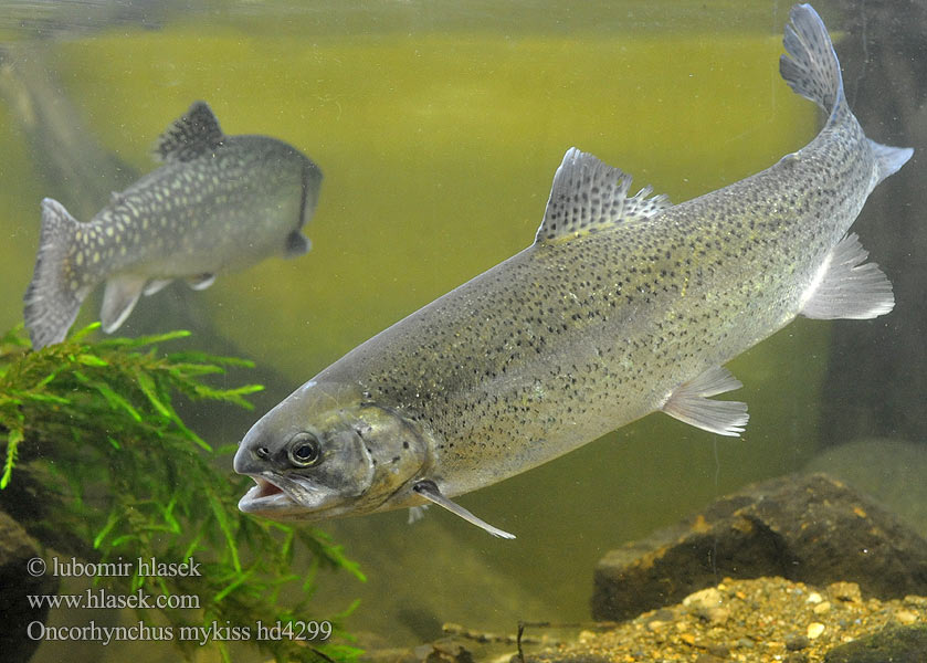 Oncorhynchus mykiss hd4299