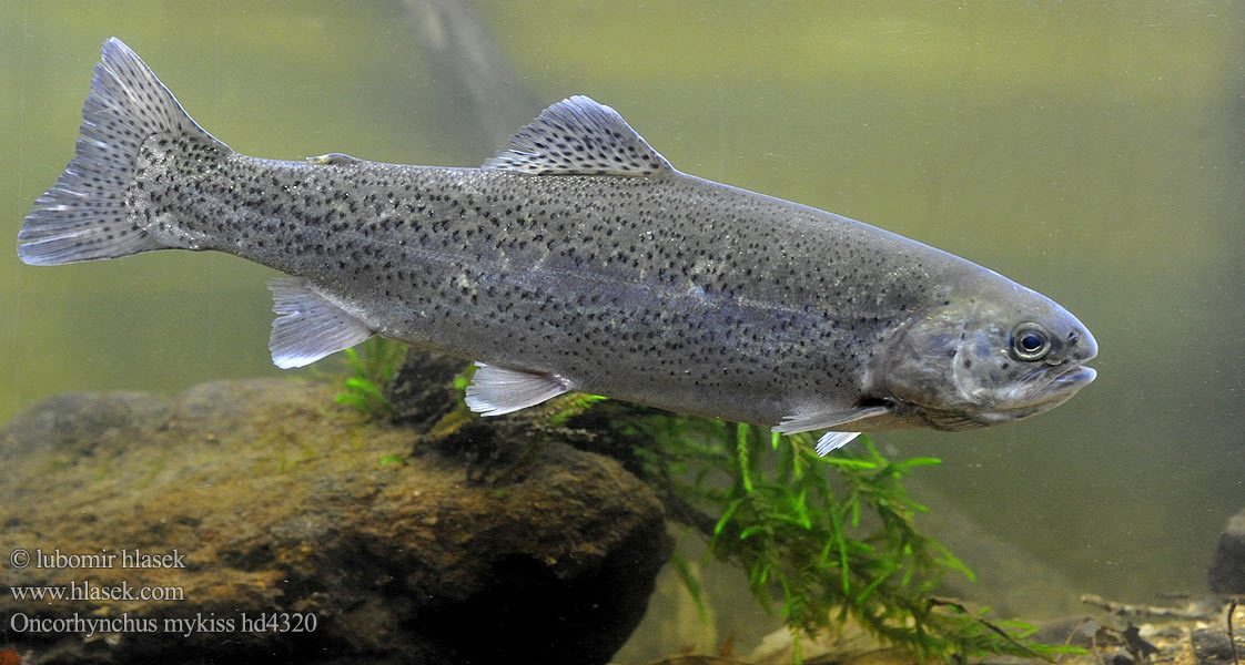 Oncorhynchus mykiss hd4320