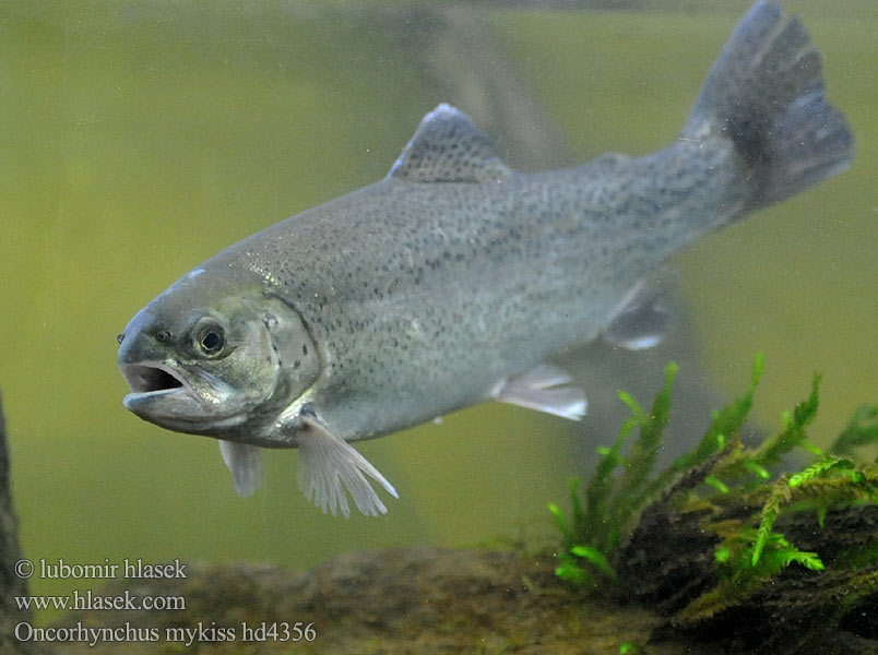 Oncorhynchus mykiss hd4356