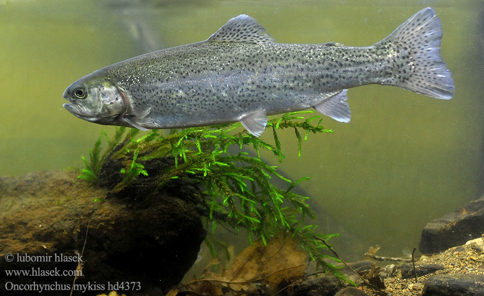 Oncorhynchus mykiss hd4373