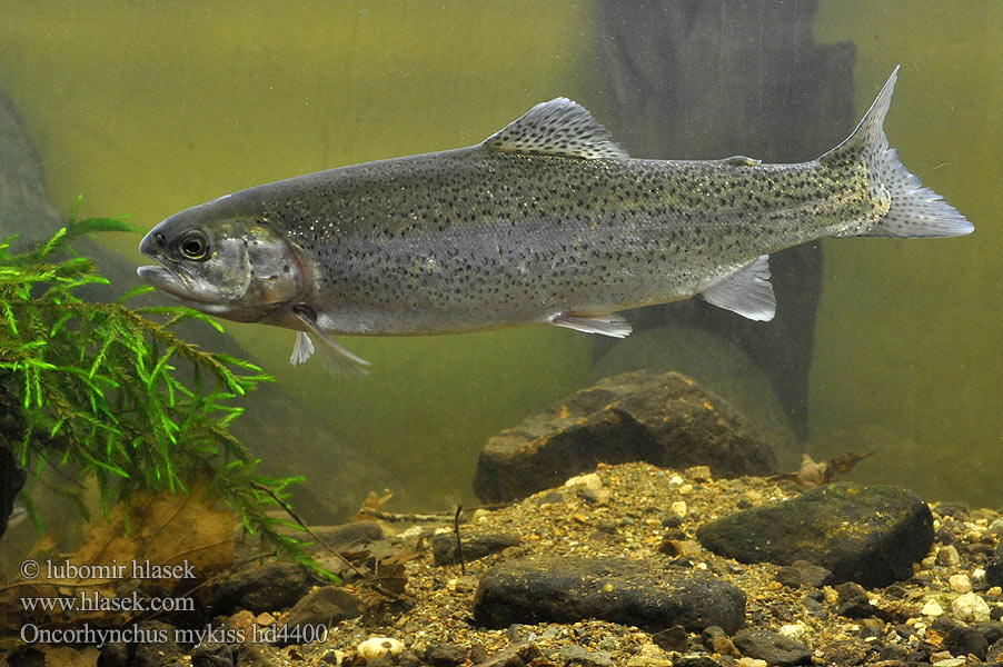 Oncorhynchus mykiss hd4400