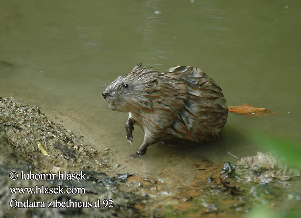 Ondatra zibethicus zibethica Muskrat Bisamrotte Piisami Muskusrat Topo muschiato Pézsmapocok pézsma pocok Bisamratte Piżmak Ondatra pižmová Rata almizclera Bisam Bisamråtta Bizamski štakor Ondatros マスクラット Rato-almiscarado Ондатра Bisam 麝鼠 Rat musqué  Bizamul Pižmovka Bizamski pacov Misk faresi Maskerel Bizam sıçanı