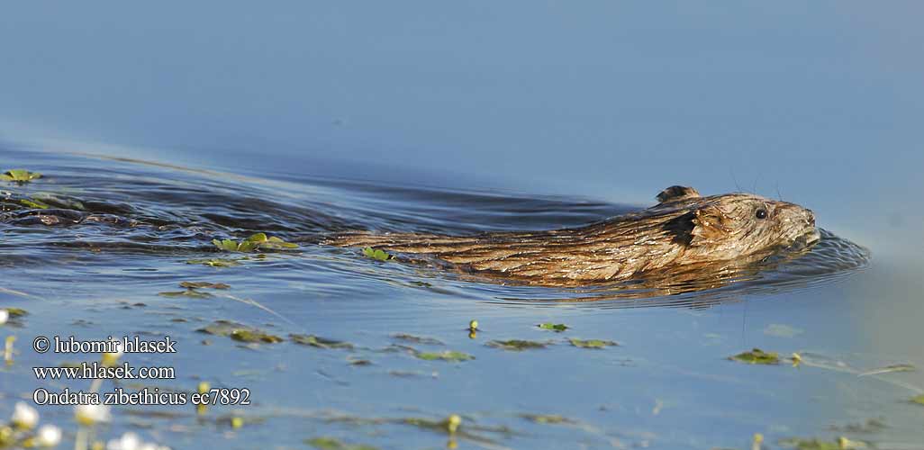 Ondatra zibethicus ec7892