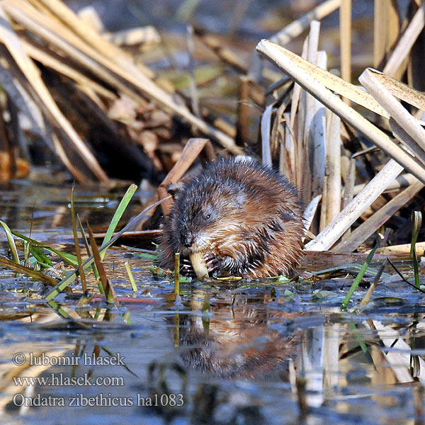 Ondatra zibethicus ha1083