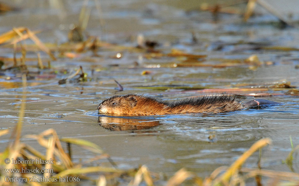 Ondatra zibethicus ha1086