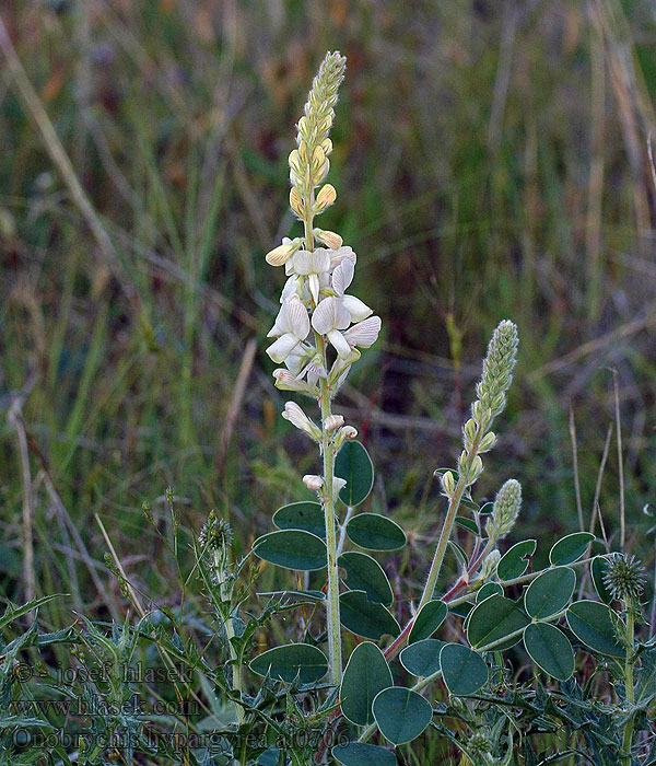 Onobrychis hypargyrea