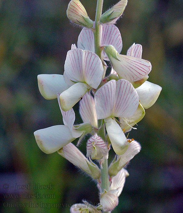 Onobrychis hypargyrea