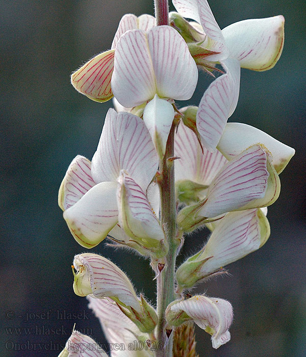 Onobrychis hypargyrea