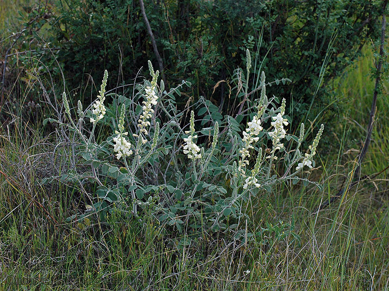 Onobrychis hypargyrea