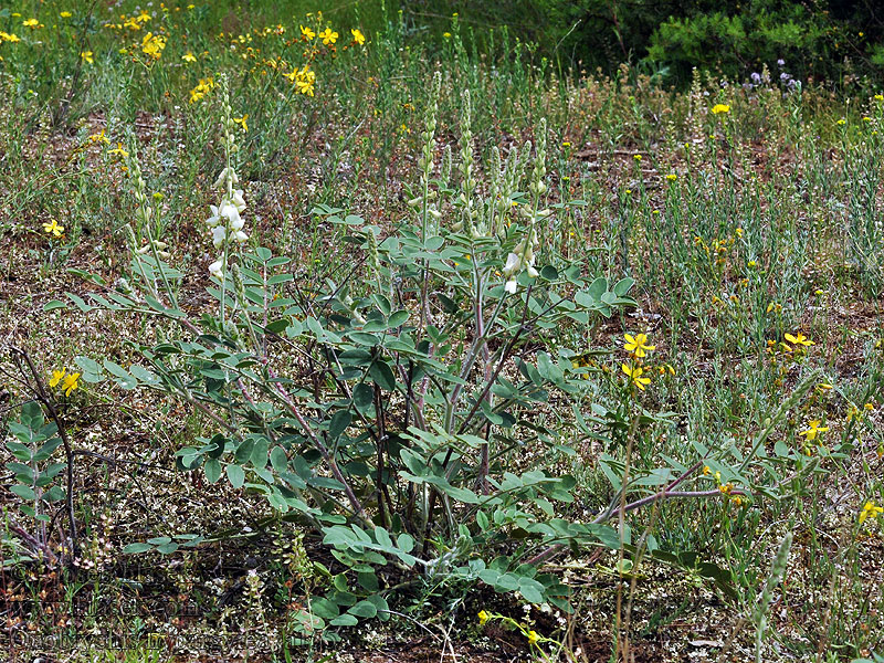 Onobrychis hypargyrea