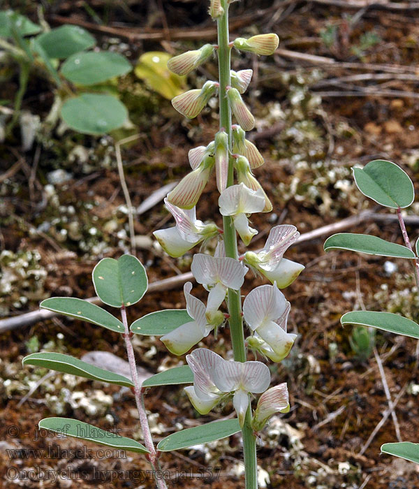 Onobrychis hypargyrea