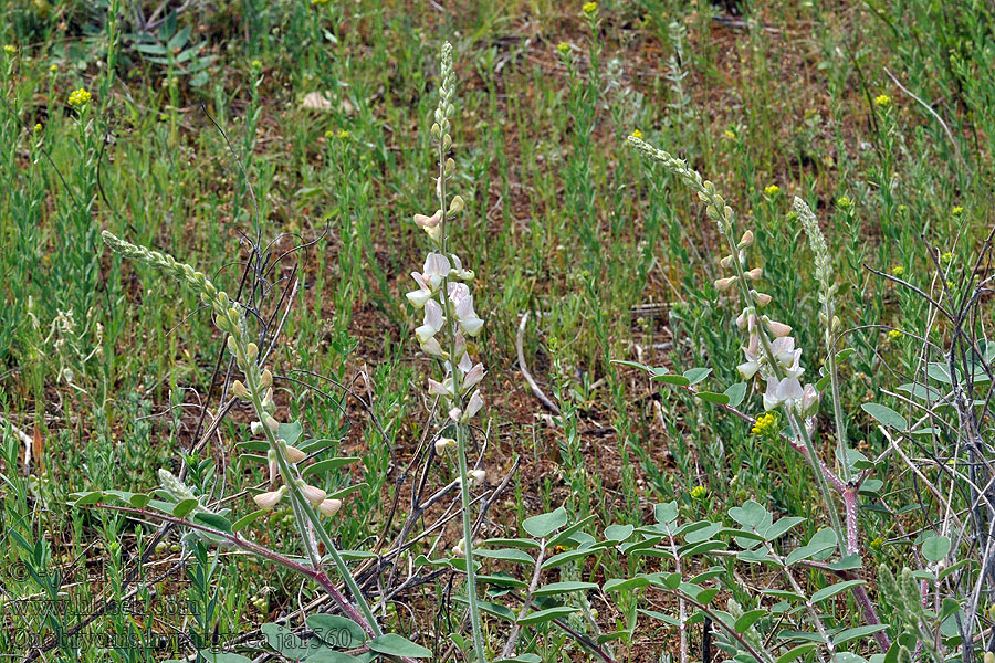 Onobrychis hypargyrea