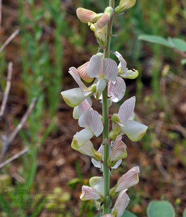 Onobrychis hypargyrea