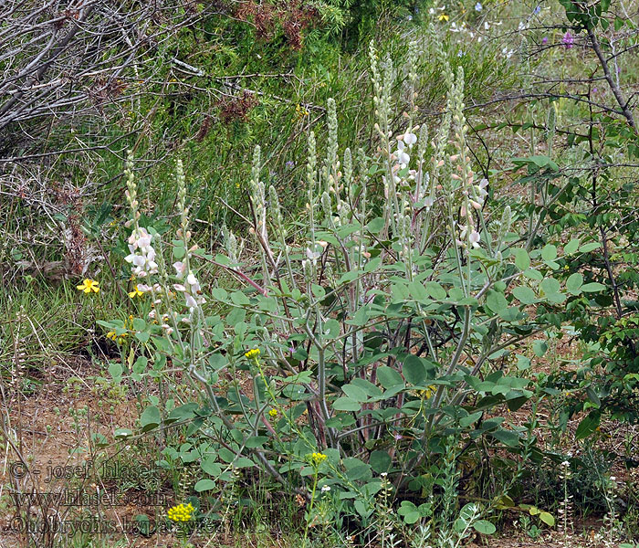 Onobrychis hypargyrea