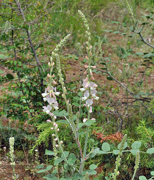 Onobrychis hypargyrea