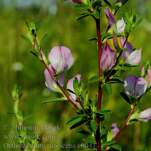 Ononis spinosa campestris Jehlice trnitá Dornige Hauhechel Strand-Krageklo