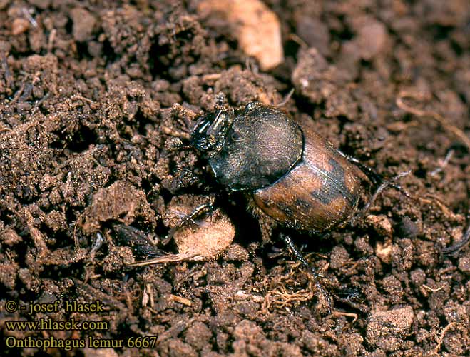 Onthophagus lemur 6667