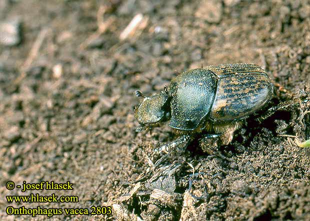 Onthophagus vacca 2803