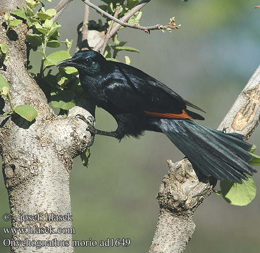 Onychognathus morio Red-winged Starling Red winged Redwinged Rødvinget Sortstær kalliorakkeli Rufipenne morio Roodvleugelspreeuw Storno Alirosse Africano Rotschwingenstar Špaček rudokřídlý Starling alas rojas Rödvingad glansstare Rooivlerkspreeu アカバネテリムク Czarnotek rudoskrzydły