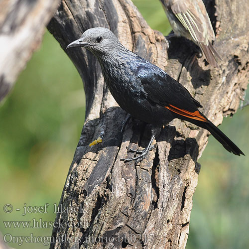 Špaček rudokřídlý Starling alas rojas Rödvingad glansstare Rooivlerkspreeu アカバネテリムク Czarnotek rudoskrzydły Onychognathus morio Red-winged Starling Red winged Redwinged Rødvinget Sortstær kalliorakkeli Rufipenne morio Roodvleugelspreeuw Storno Alirosse Africano Rotschwingenstar