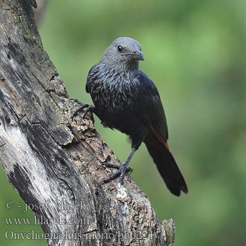 Rooivlerkspreeu アカバネテリムク Czarnotek rudoskrzydły Onychognathus morio Red-winged Starling Red winged Redwinged Rødvinget Sortstær kalliorakkeli Rufipenne morio Roodvleugelspreeuw Storno Alirosse Africano Rotschwingenstar Špaček rudokřídlý Starling alas rojas Rödvingad glansstare