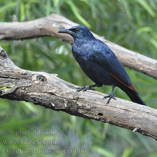 Red-winged Starling Red winged Redwinged Rødvinget Sortstær kalliorakkeli Rufipenne morio Roodvleugelspreeuw Storno Alirosse Africano Rotschwingenstar Špaček rudokřídlý Starling alas rojas Rödvingad glansstare Rooivlerkspreeu アカバネテリムク Czarnotek rudoskrzydły Onychognathus morio