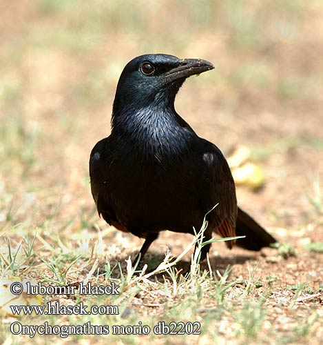 Rødvinget Sortstær kalliorakkeli Rufipenne morio Roodvleugelspreeuw Storno Alirosse Africano Rotschwingenstar Špaček rudokřídlý Starling alas rojas Rödvingad glansstare Rooivlerkspreeu アカバネテリムク Czarnotek rudoskrzydły Onychognathus morio Red-winged Starling Red winged Redwinged