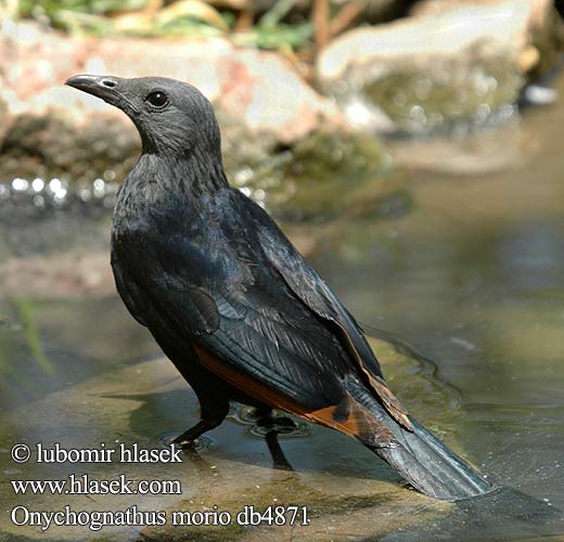 Storno Alirosse Africano Rotschwingenstar Špaček rudokřídlý Starling alas rojas Rödvingad glansstare Rooivlerkspreeu アカバネテリムク Czarnotek rudoskrzydły Onychognathus morio Red-winged Starling Red winged Redwinged Rødvinget Sortstær kalliorakkeli Rufipenne morio Roodvleugelspreeuw