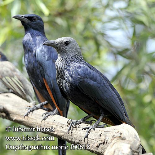 Rufipenne morio Roodvleugelspreeuw Storno Alirosse Africano Rotschwingenstar Špaček rudokřídlý Starling alas rojas Rödvingad glansstare Rooivlerkspreeu アカバネテリムク Czarnotek rudoskrzydły Onychognathus morio Red-winged Starling Red winged Redwinged Rødvinget Sortstær kalliorakkeli