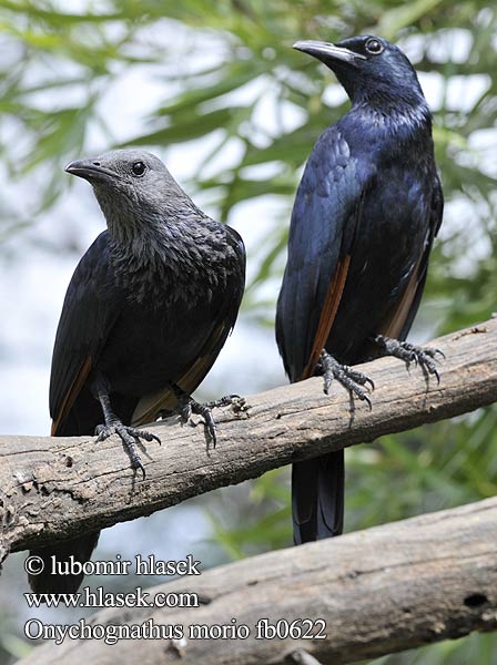 Rotschwingenstar Špaček rudokřídlý Starling alas rojas Rödvingad glansstare Rooivlerkspreeu アカバネテリムク Czarnotek rudoskrzydły Onychognathus morio Red-winged Starling Red winged Redwinged Rødvinget Sortstær kalliorakkeli Rufipenne morio Roodvleugelspreeuw Storno Alirosse Africano