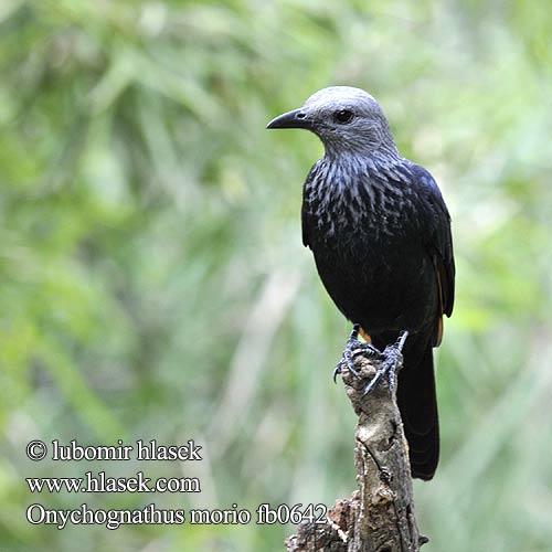 Starling alas rojas Rödvingad glansstare Rooivlerkspreeu アカバネテリムク Czarnotek rudoskrzydły Onychognathus morio Red-winged Starling Red winged Redwinged Rødvinget Sortstær kalliorakkeli Rufipenne morio Roodvleugelspreeuw Storno Alirosse Africano Rotschwingenstar Špaček rudokřídlý